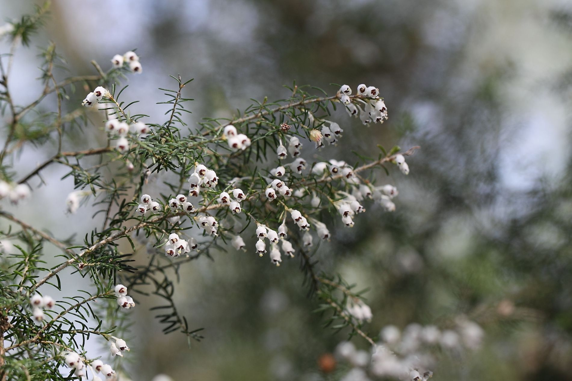 Erica arborea