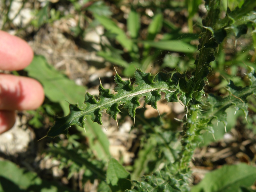 Carduus nutans