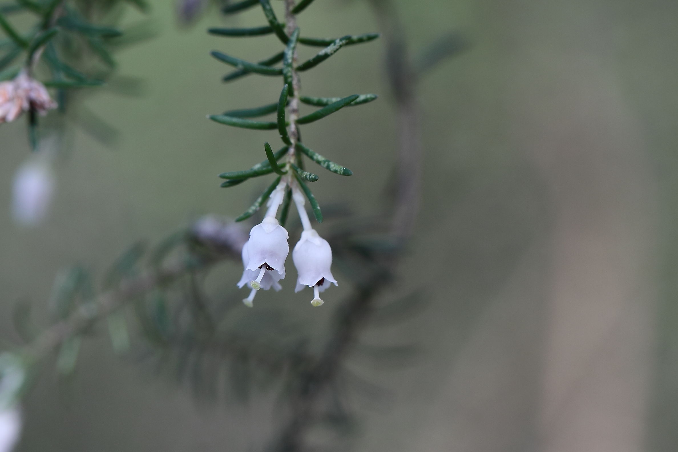 Erica arborea