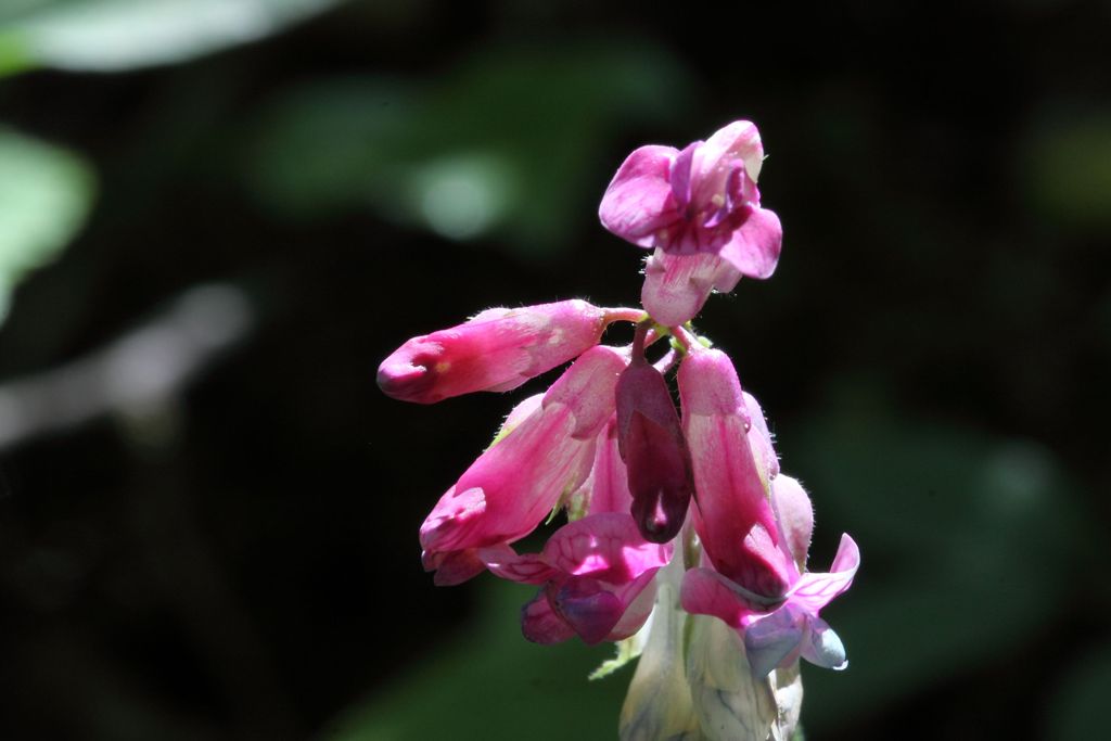 Lathyrus venetus / Cicerchia veneta