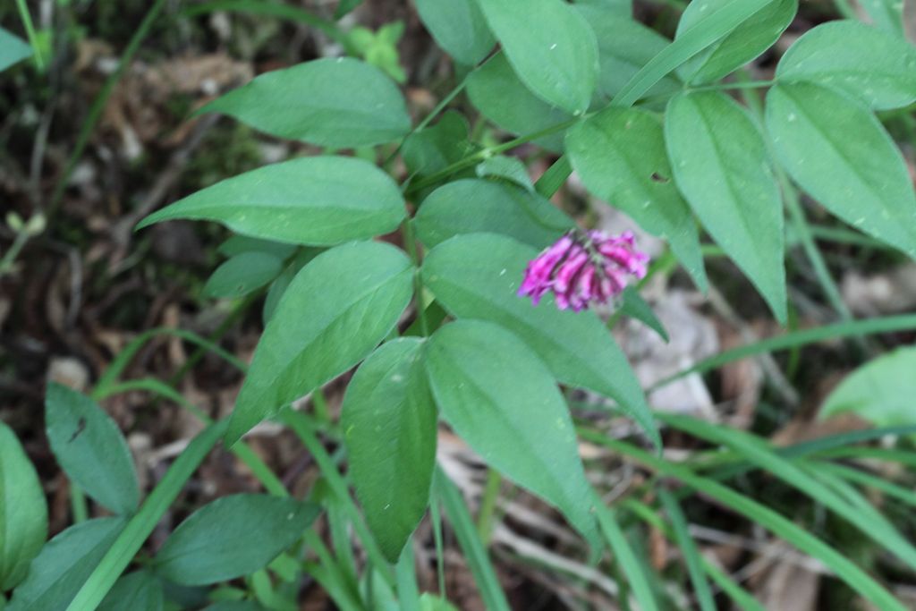 Lathyrus venetus / Cicerchia veneta