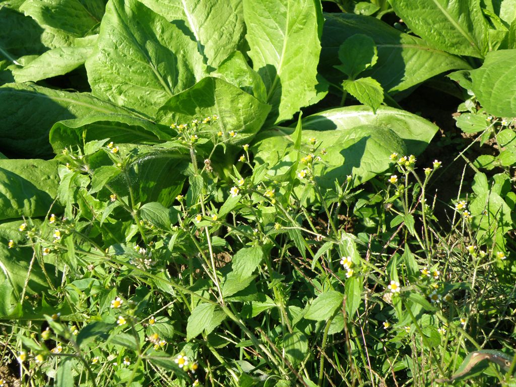 Galinsoga quadriradiata / Galinsoga ciliata