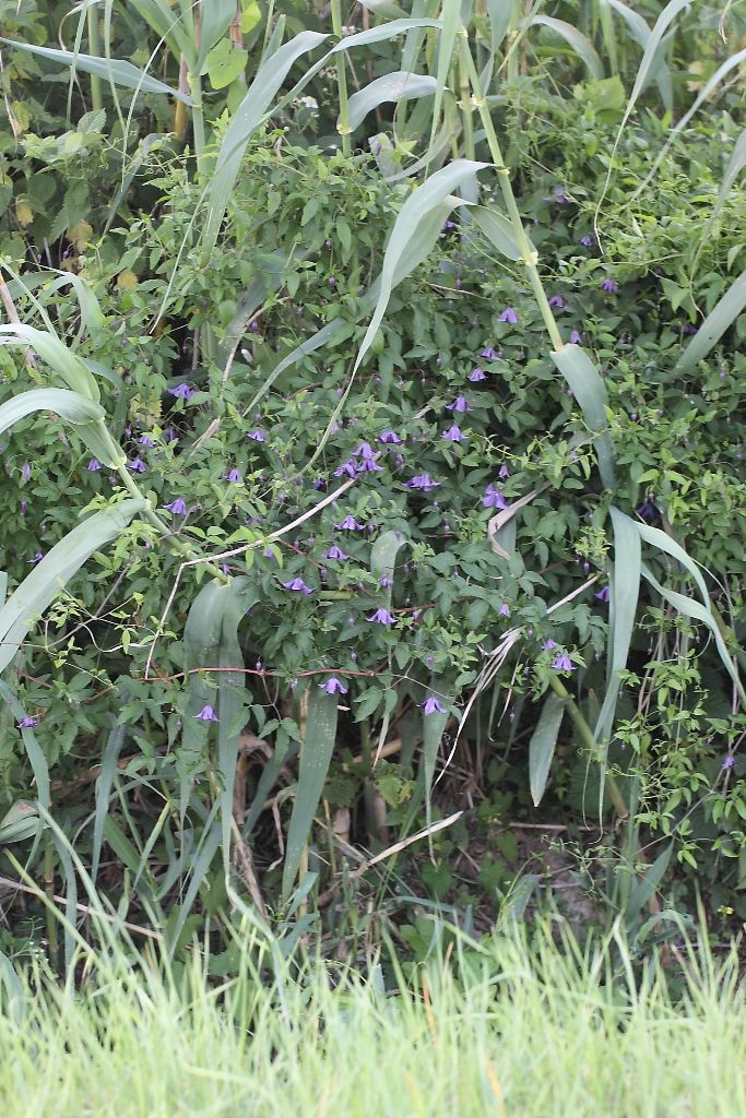 Clematis viticella / Clematide paonazza