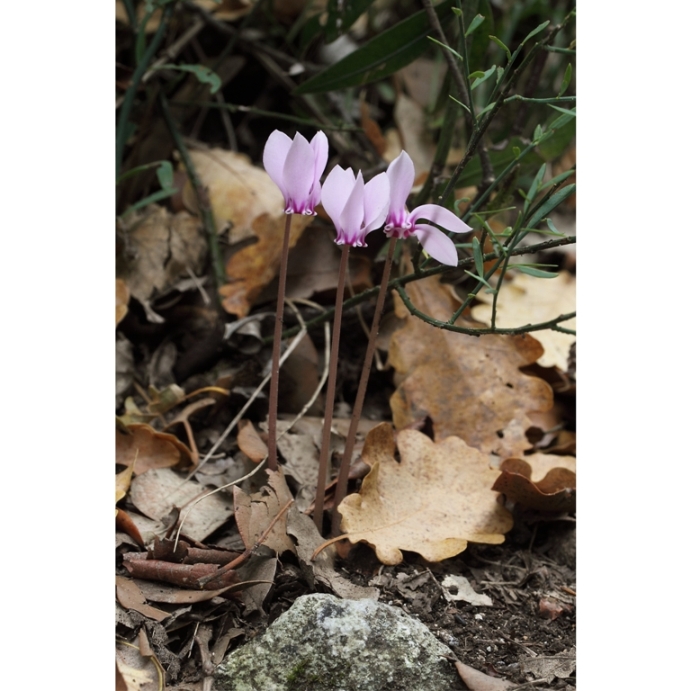 Nel bosco in ottobre