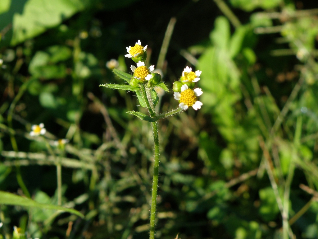 Galinsoga quadriradiata / Galinsoga ciliata