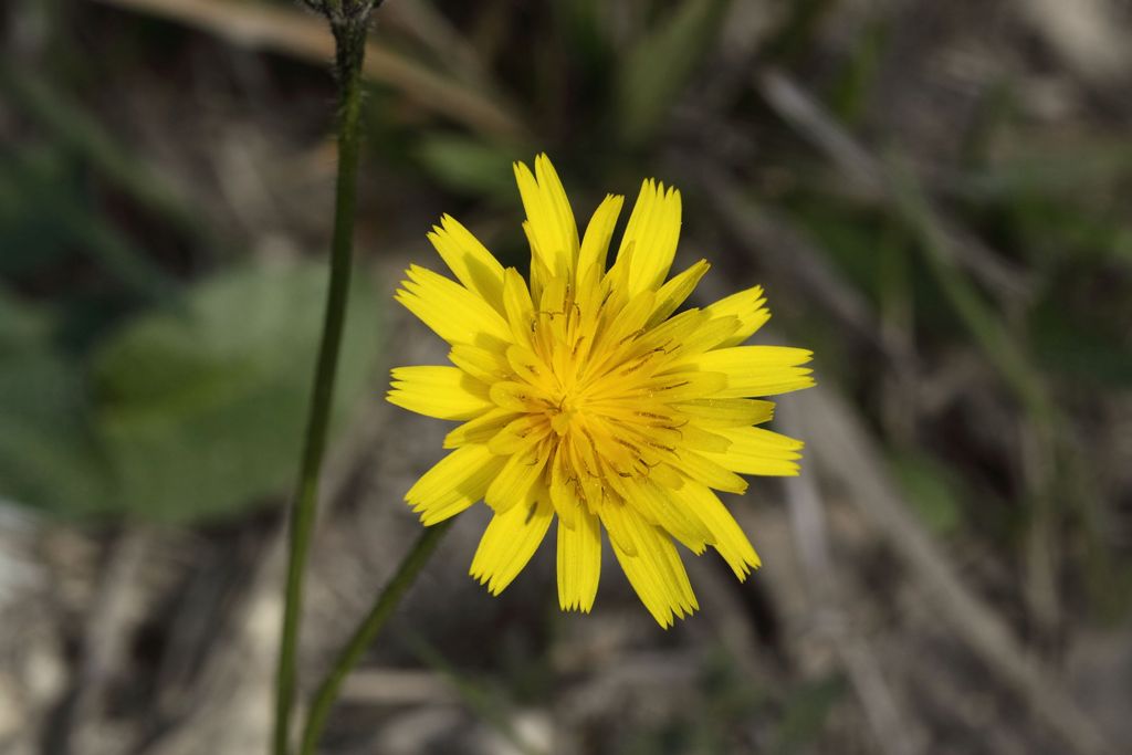 Leontodon tuberosus / Dente di leone tuberoso