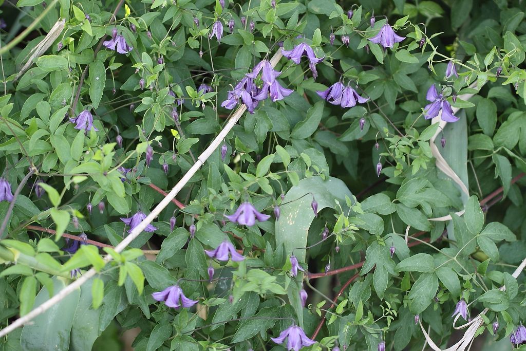 Clematis viticella / Clematide paonazza
