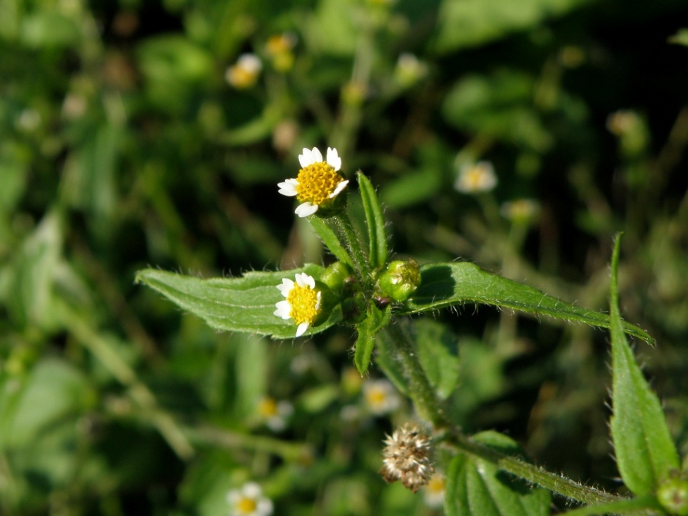 Galinsoga quadriradiata / Galinsoga ciliata