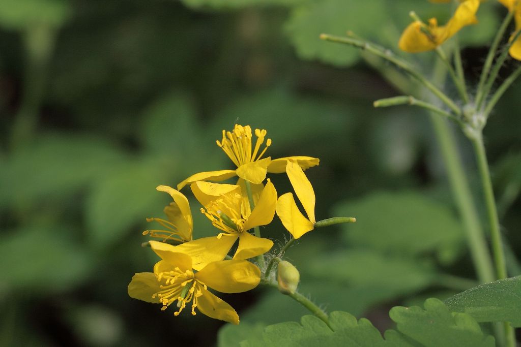 Chelidonium majus / Celidonia