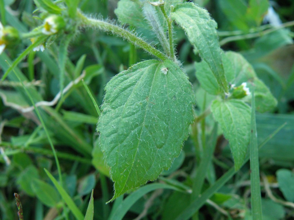 Galinsoga quadriradiata / Galinsoga ciliata