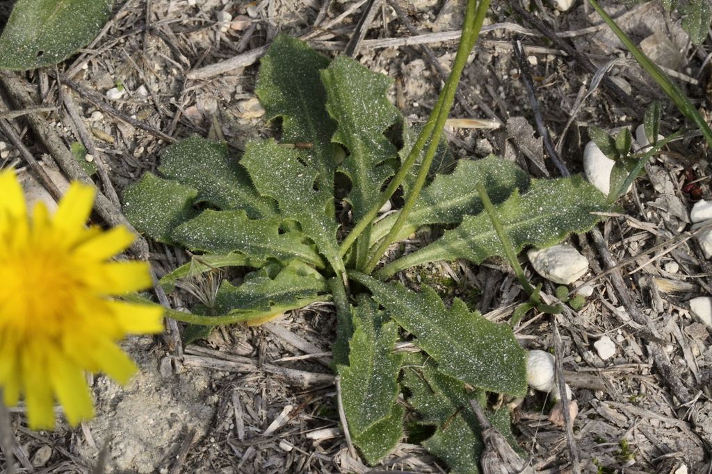 Leontodon tuberosus / Dente di leone tuberoso