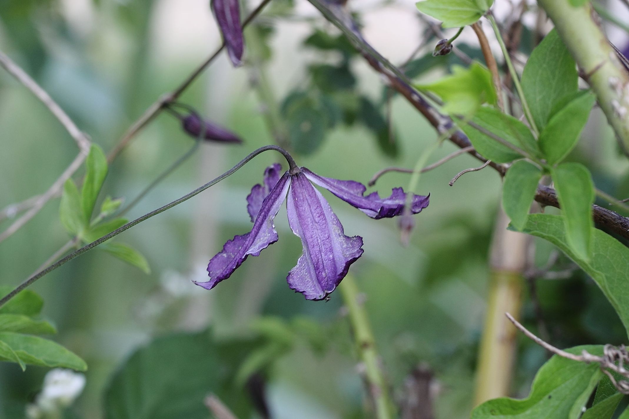 Clematis viticella / Clematide paonazza
