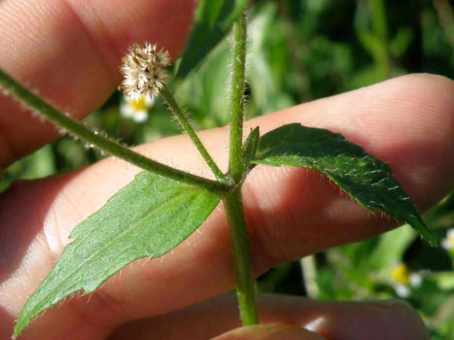 Galinsoga quadriradiata / Galinsoga ciliata