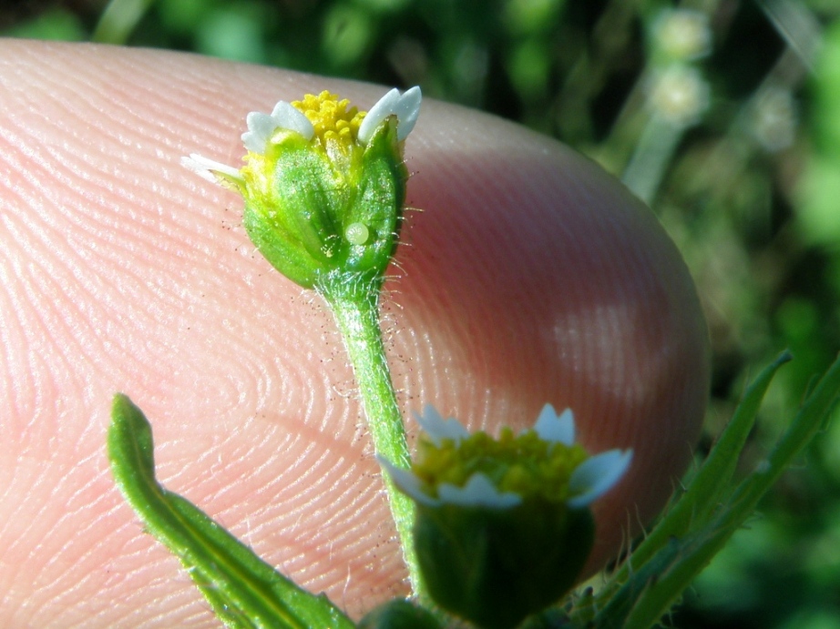 Galinsoga quadriradiata / Galinsoga ciliata