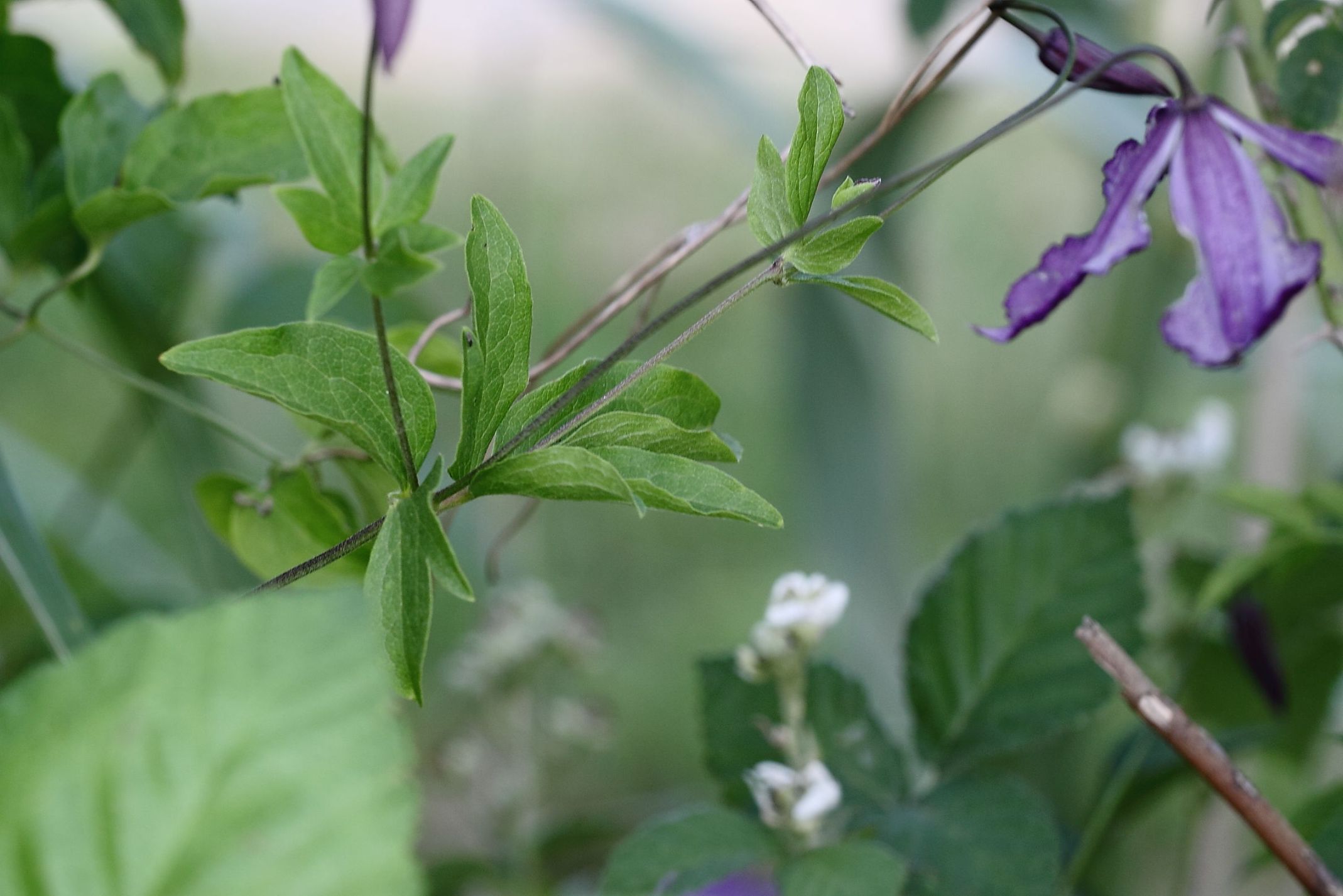 Clematis viticella / Clematide paonazza