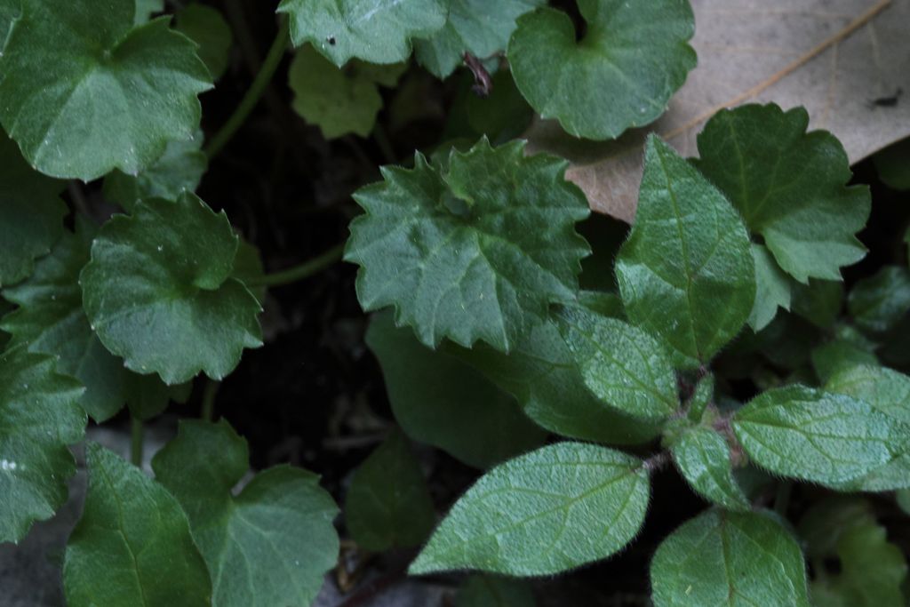 Campanula portenschlagiana / Campanula dalmata