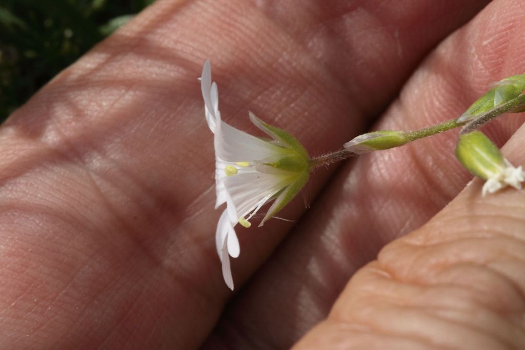 Cerastium cfr. ligusticum