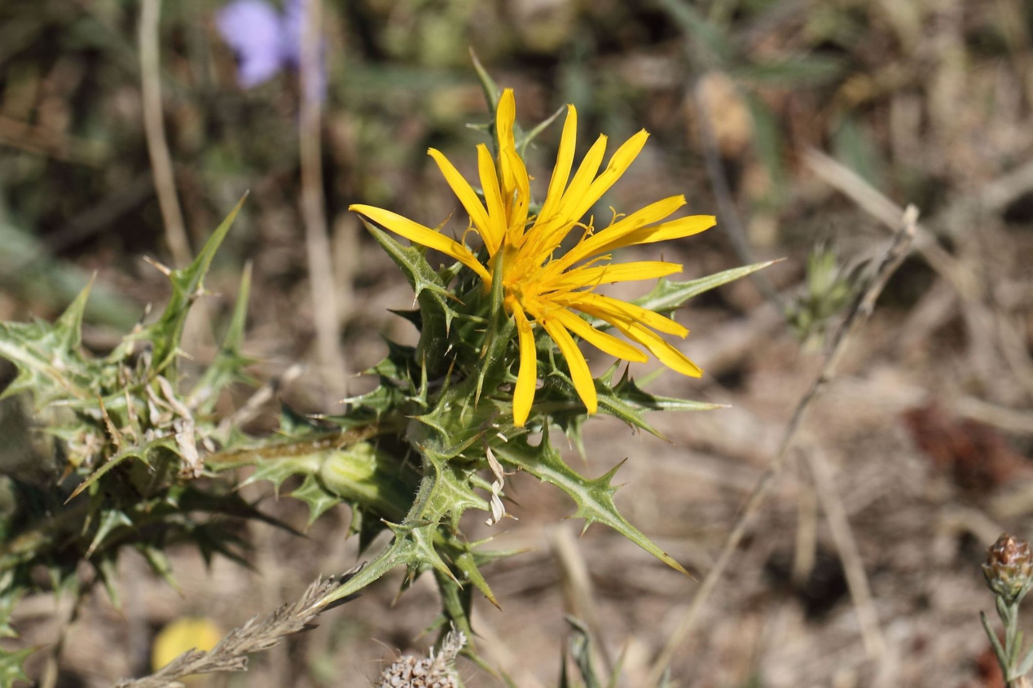 Da determinare: Scolymus hispanicus