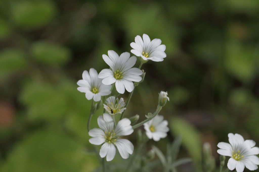 Cerastium tomentosum