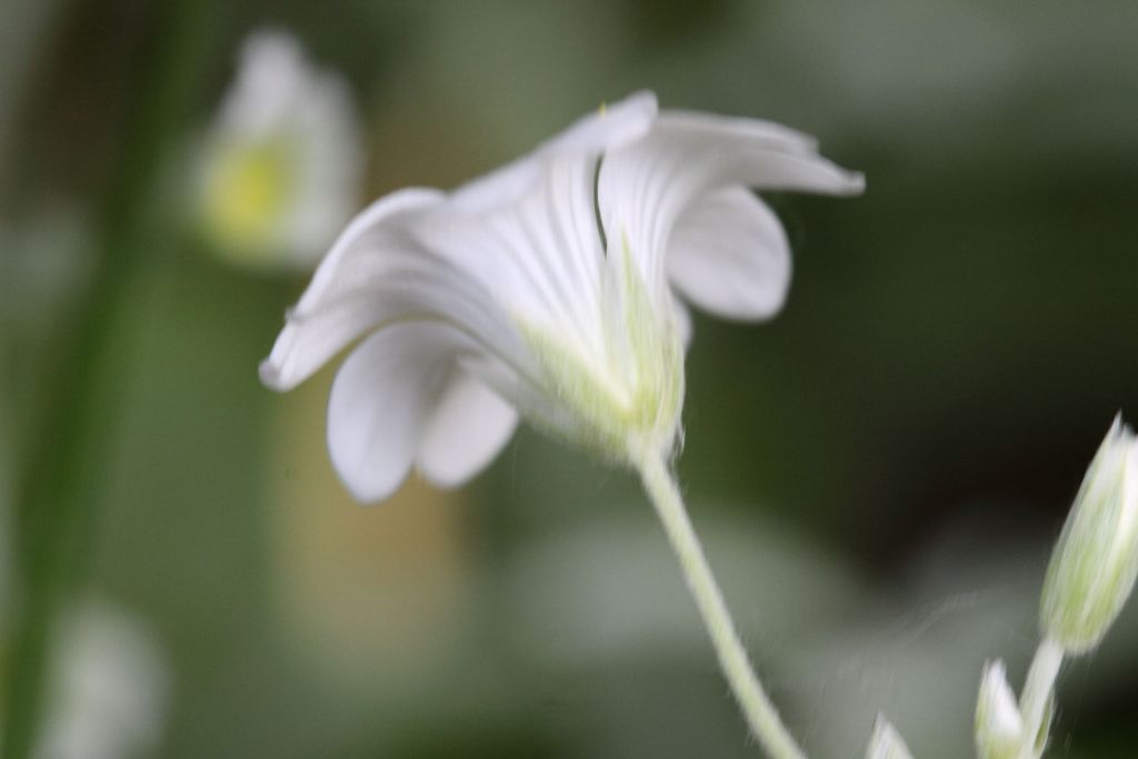 Cerastium tomentosum