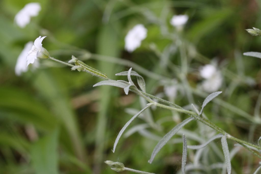 Cerastium tomentosum