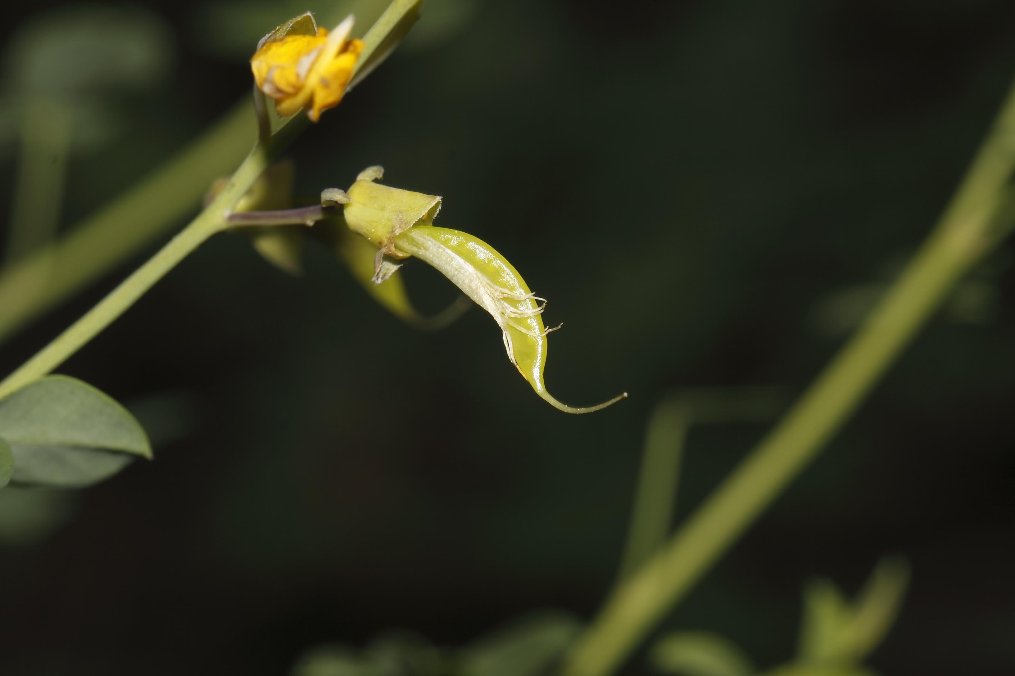 Fabacea : Cytisophyllum sessilifolium