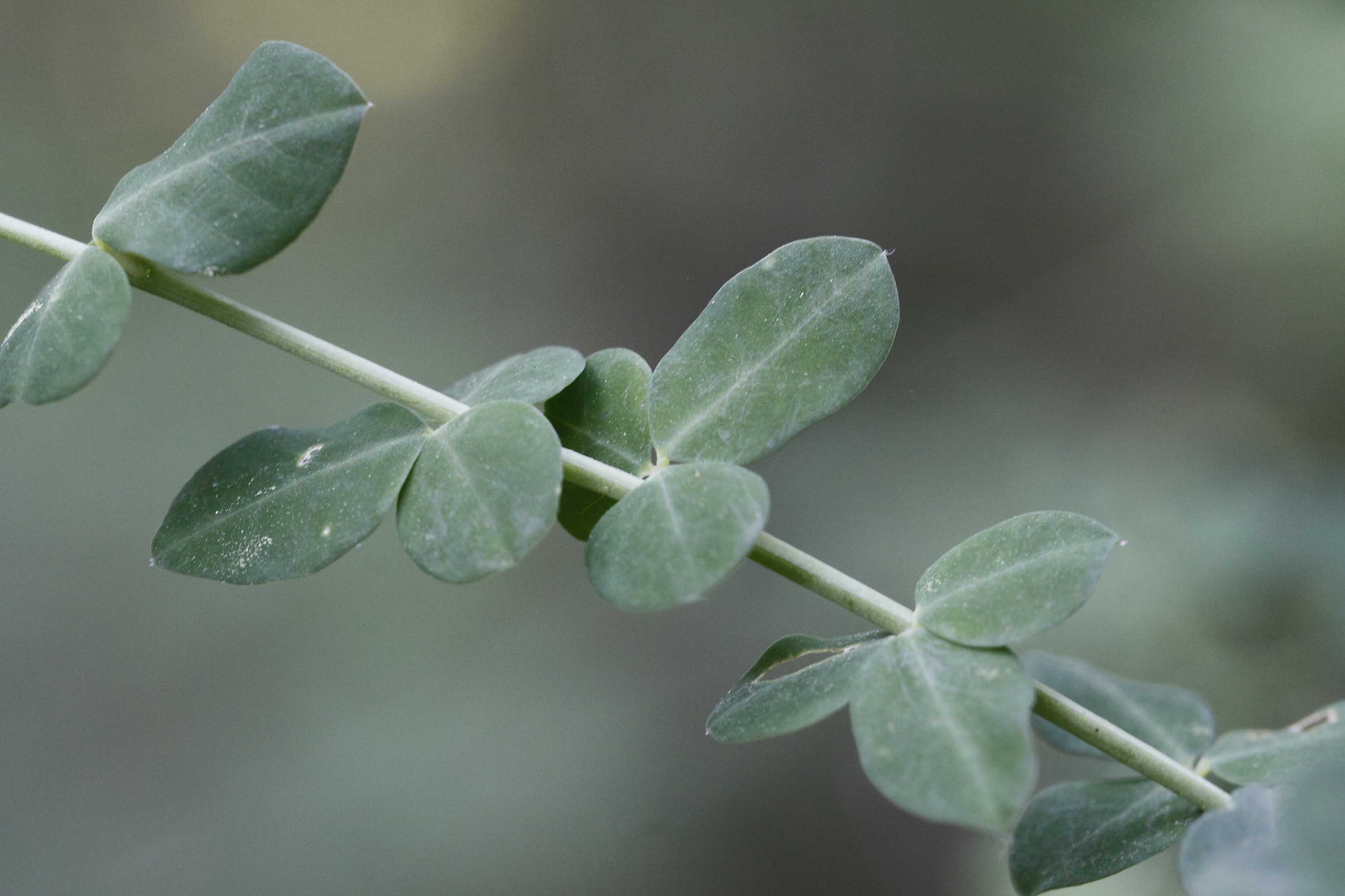 Fabacea : Cytisophyllum sessilifolium