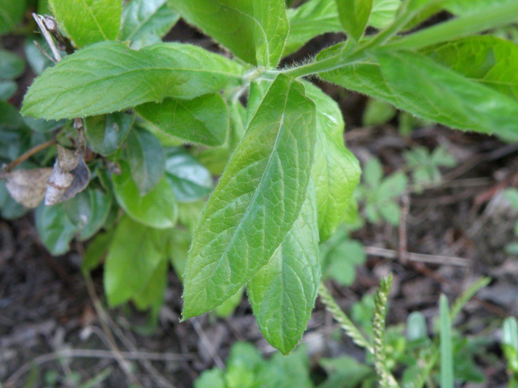 Epilobiul hirsutum