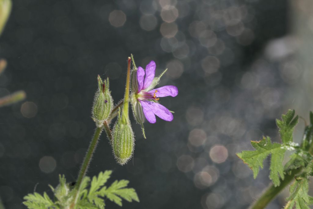 Erodium ciconium / Becco di Gr maggiore