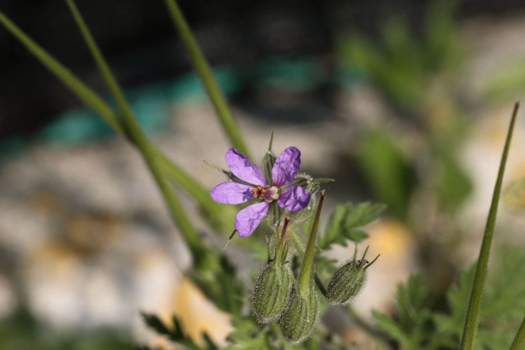 Erodium ciconium / Becco di Gr maggiore