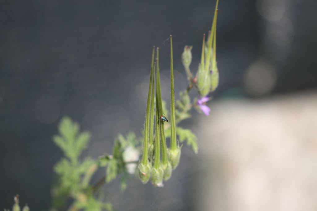 Erodium ciconium / Becco di Gr maggiore