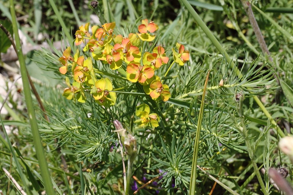 Euphorbia cyparissias