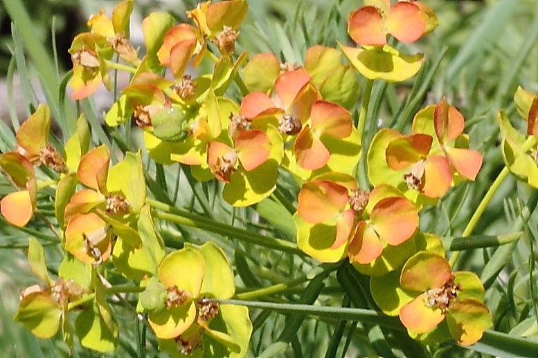 Euphorbia cyparissias