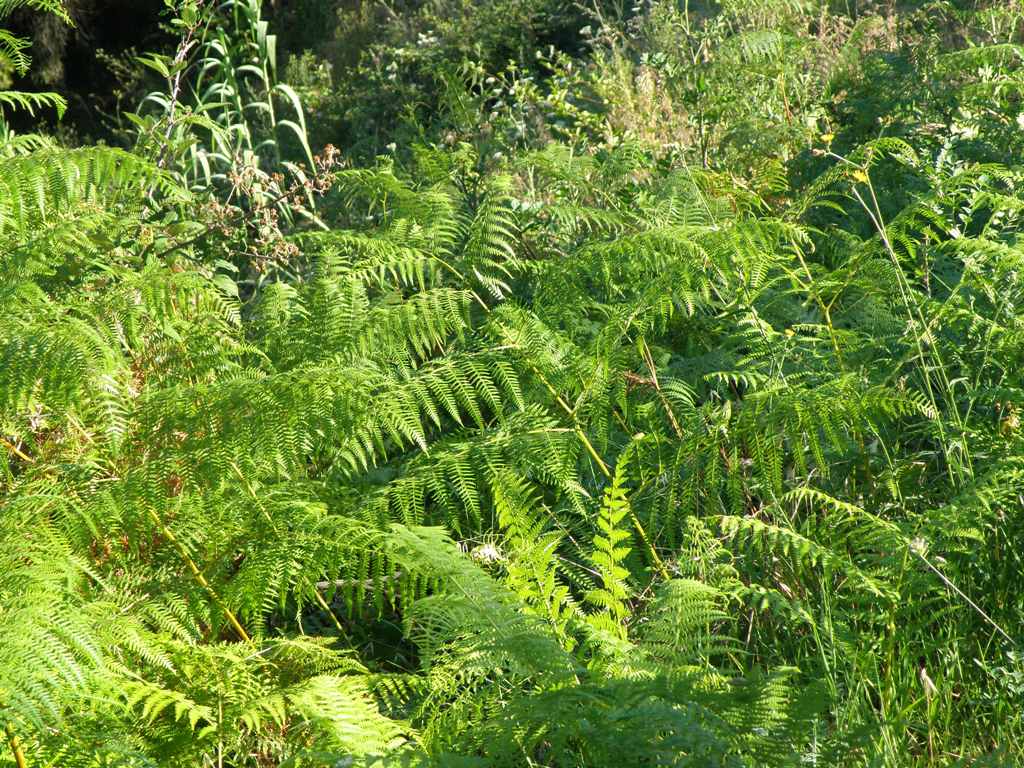 Pteridium aquilinum / Felce aquilina