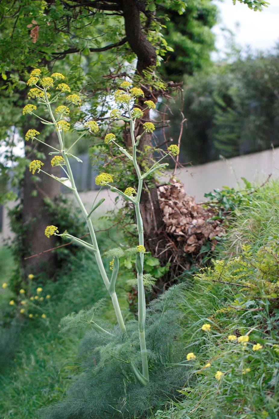 Ferula glauca / Ferula glauca