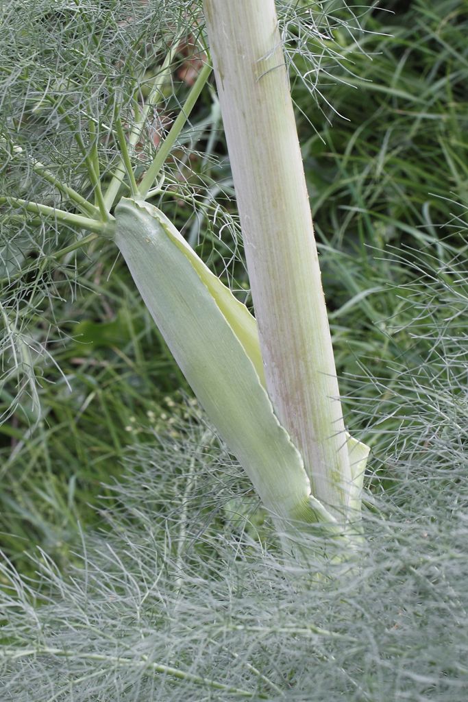 Ferula glauca / Ferula glauca