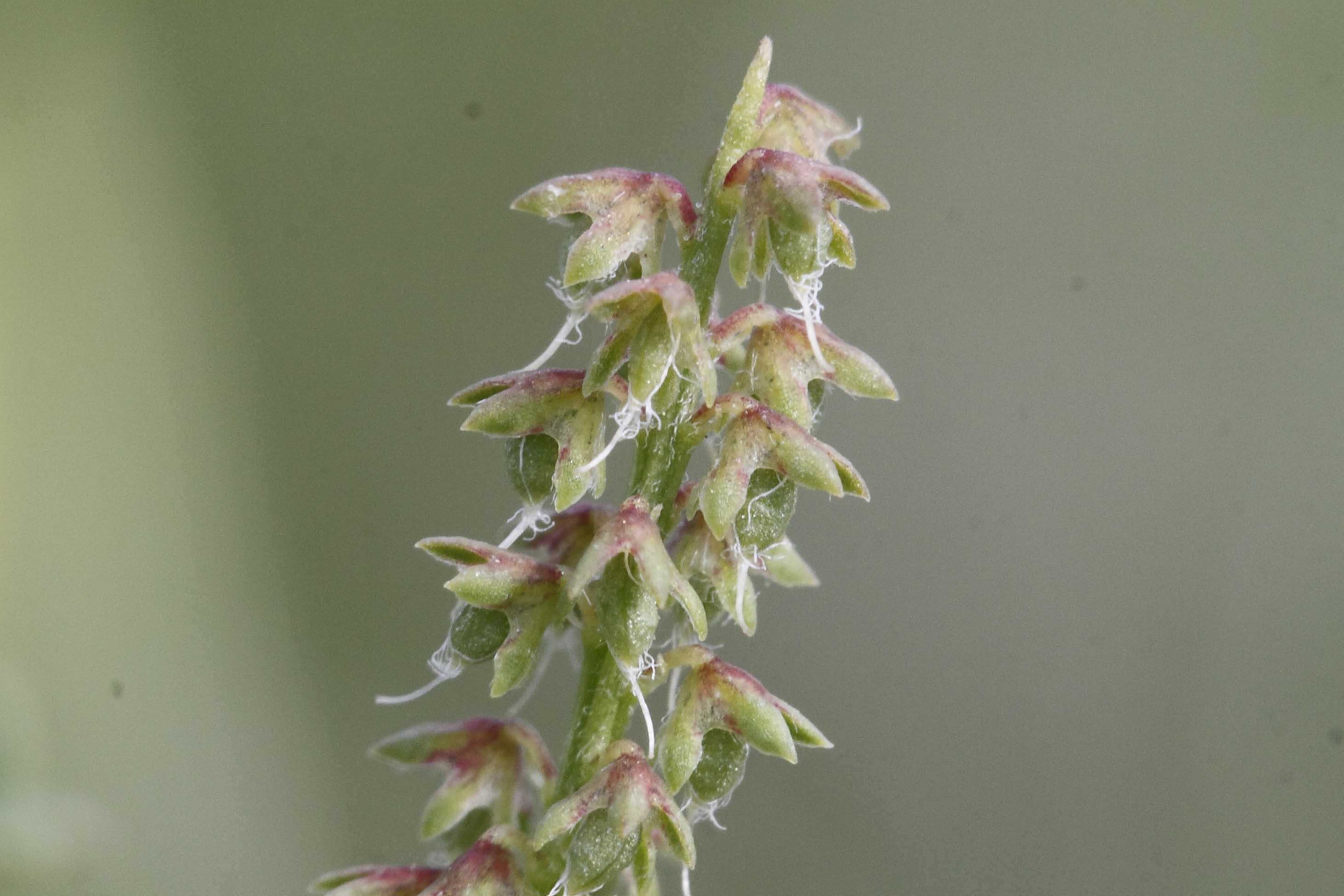 Leguminosa ...- Melilotus indicus (L.) All.