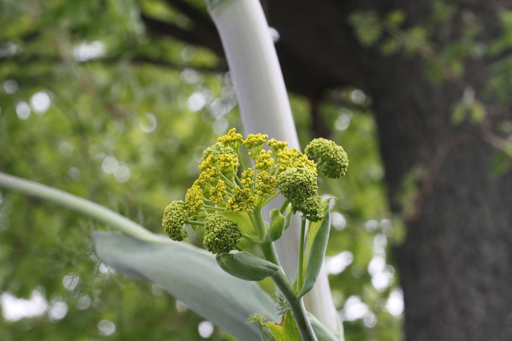 Ferula glauca / Ferula glauca