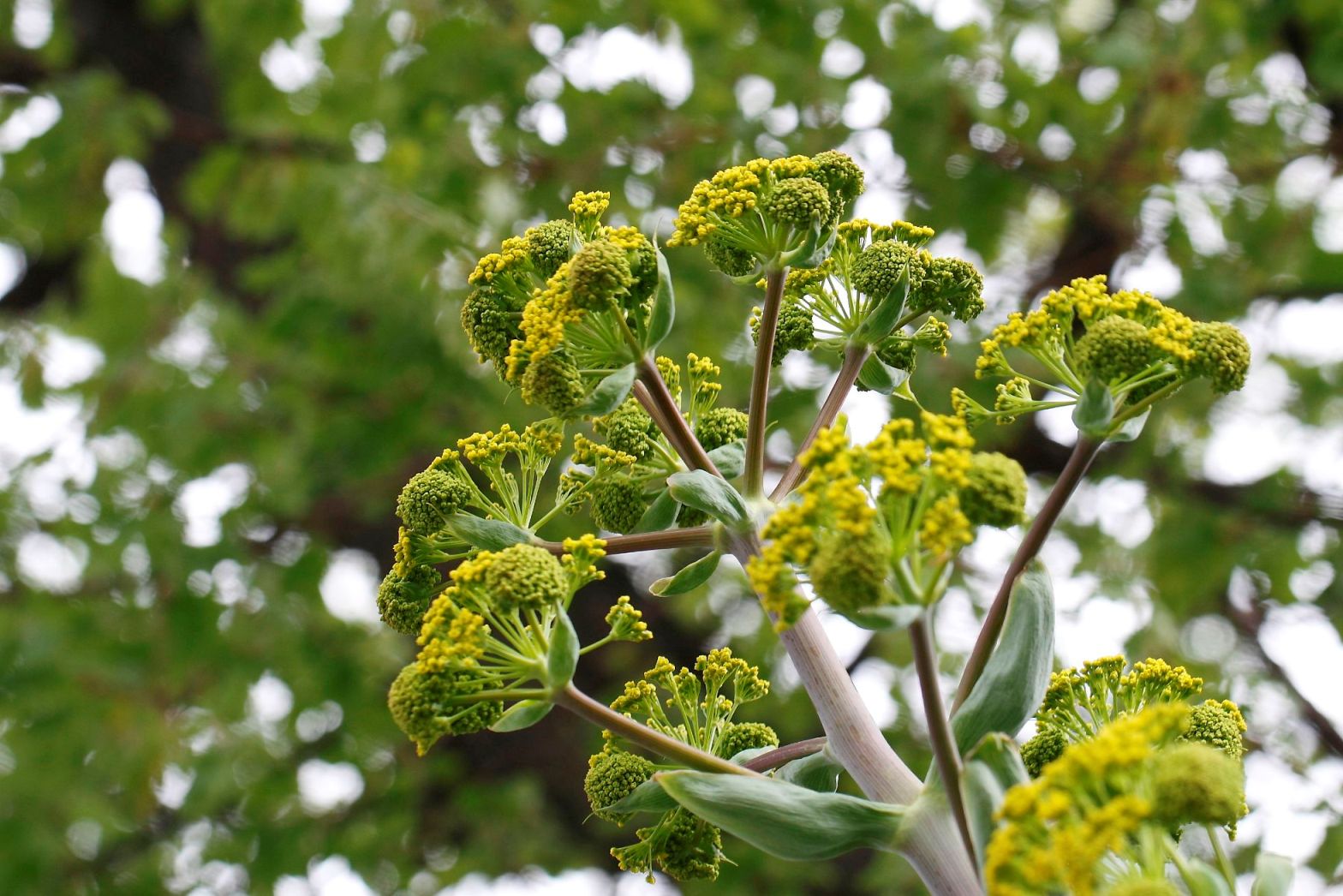 Ferula glauca / Ferula glauca