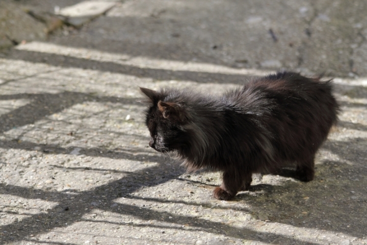 Micio dal lungo pelo