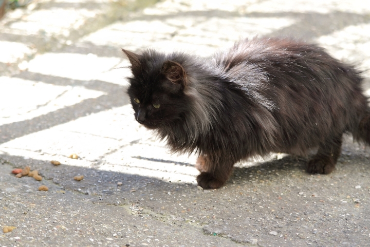 Micio dal lungo pelo
