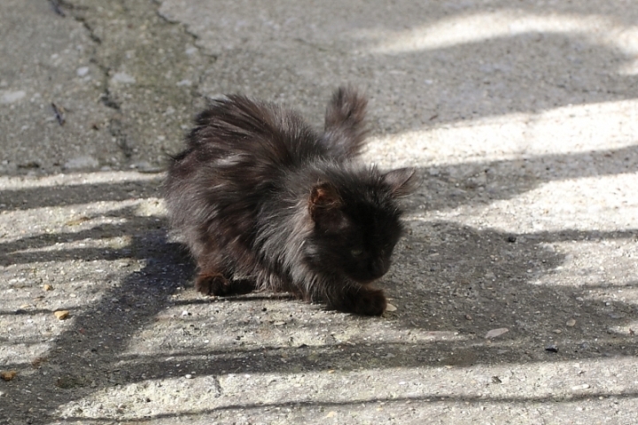 Micio dal lungo pelo
