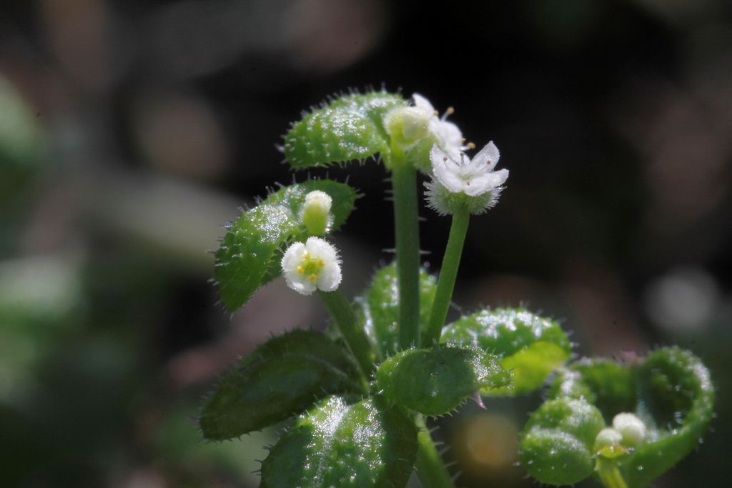 Galium ..