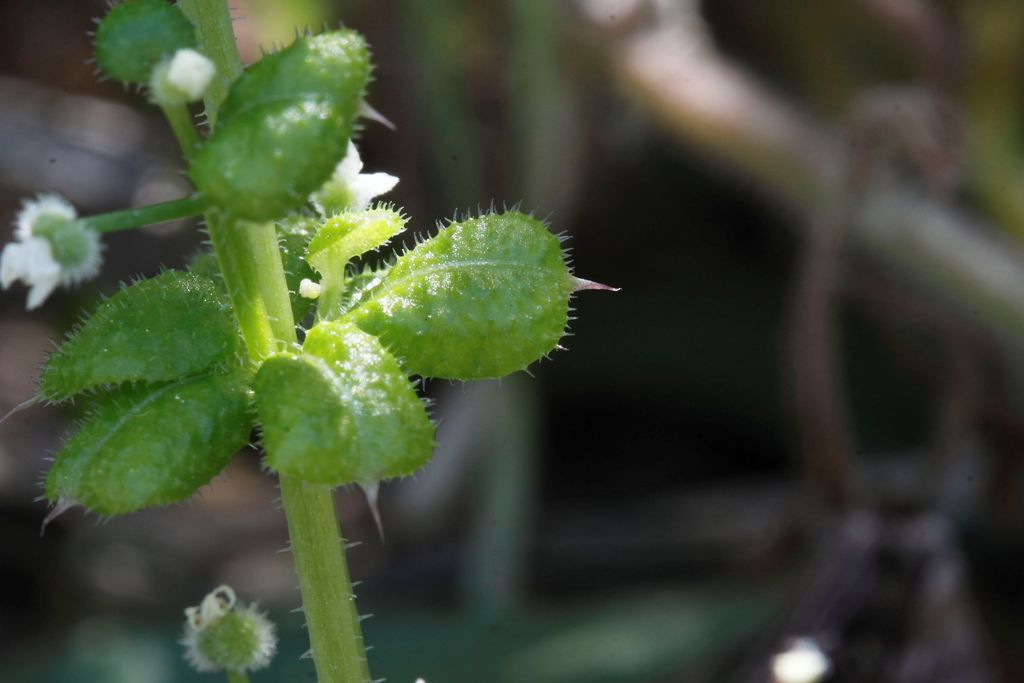 Galium ..
