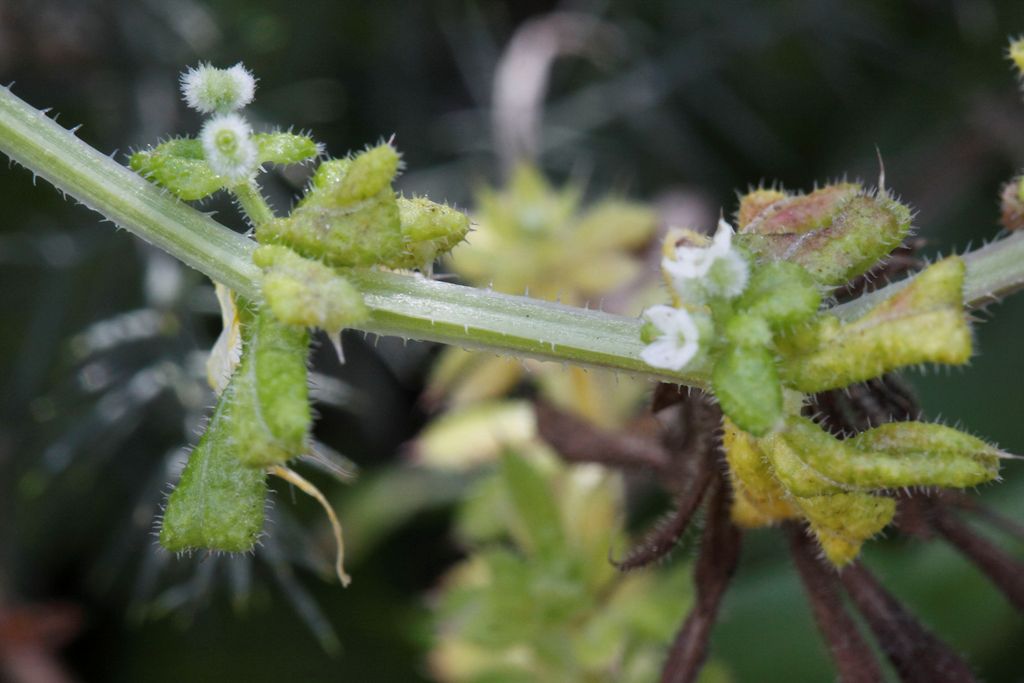 Galium ..