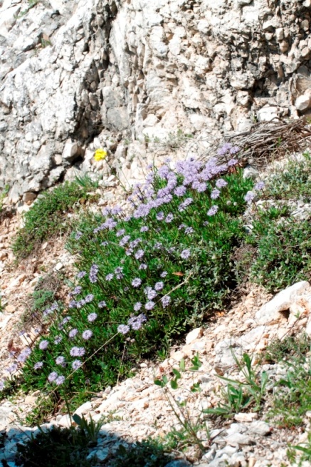 Globularia meridionalis