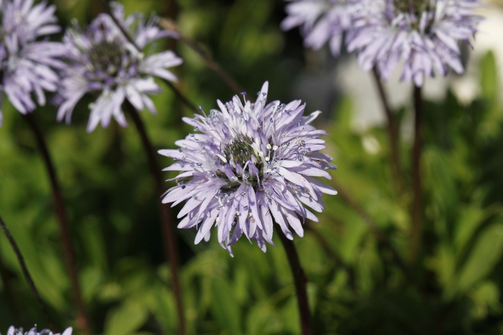 Globularia meridionalis