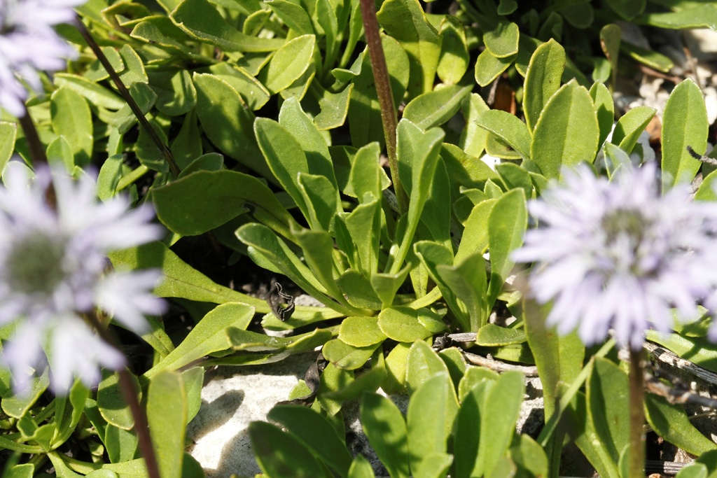 Globularia meridionalis