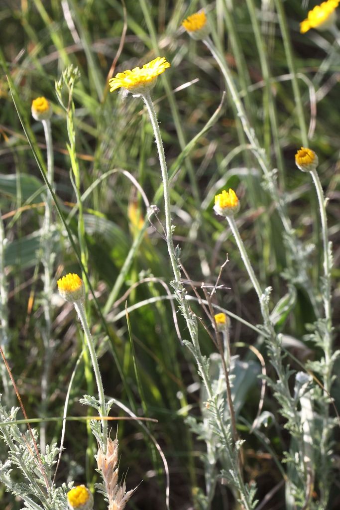 Cota tinctoria / Camomilla per tintori