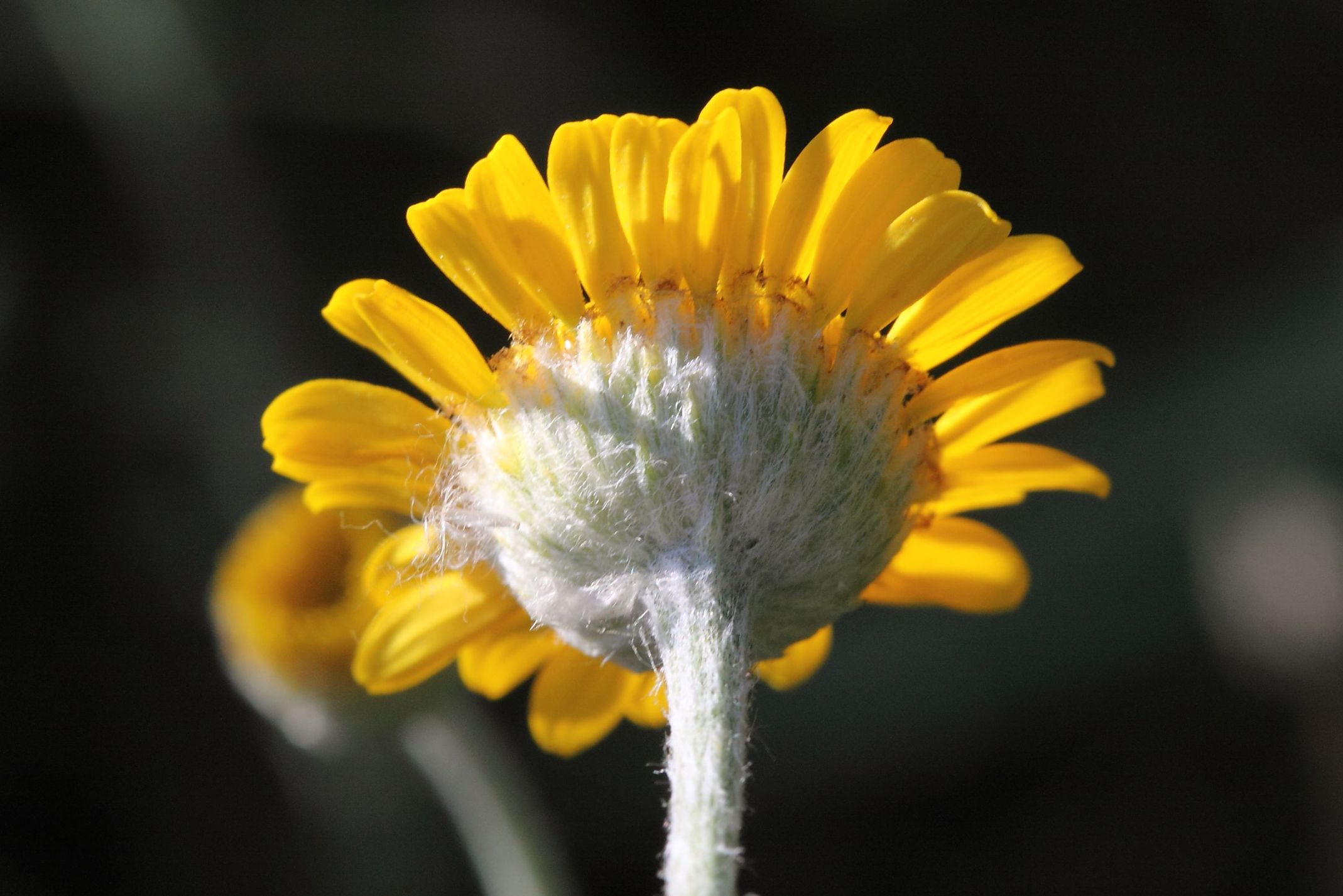 Cota tinctoria / Camomilla per tintori